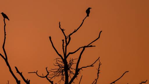 Raben nutzen ihr räumliches Gedächtnis statt Wölfe zu stalken