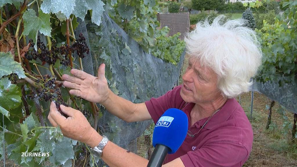 Weinbauern leiden unter gefrässigen Wespen