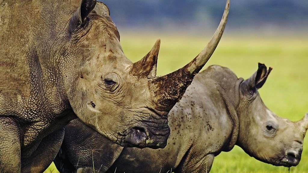 Länder im südlichen Afrika wollen den Artenschutz unter anderem für Nashörner lockern. Dagegen wehren sich Tierschützer. (Archivbild)