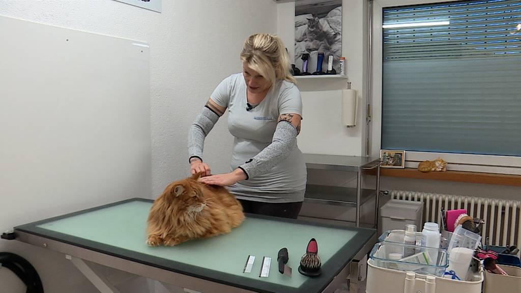 Katzencoiffeur