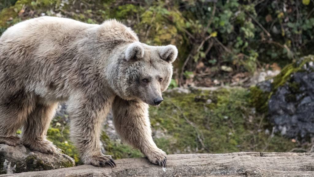 Forschungsteam entwickelt Gesichtserkennungsprogramm für Bären