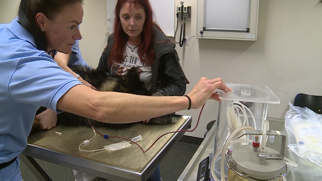 Hunde spenden Blut