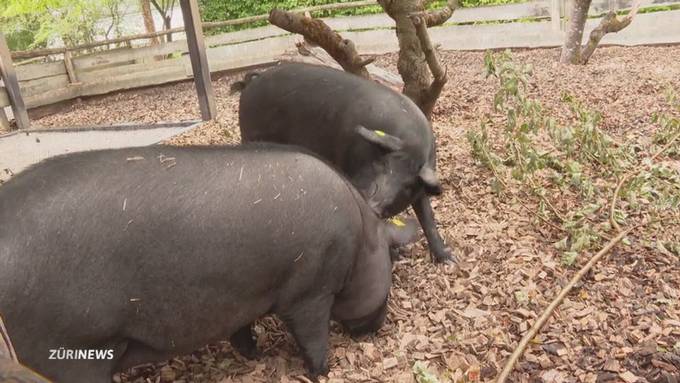 Seltene Schweizer Nutztiere im Zoo Zürich – und ihr paradoxes Schicksal
