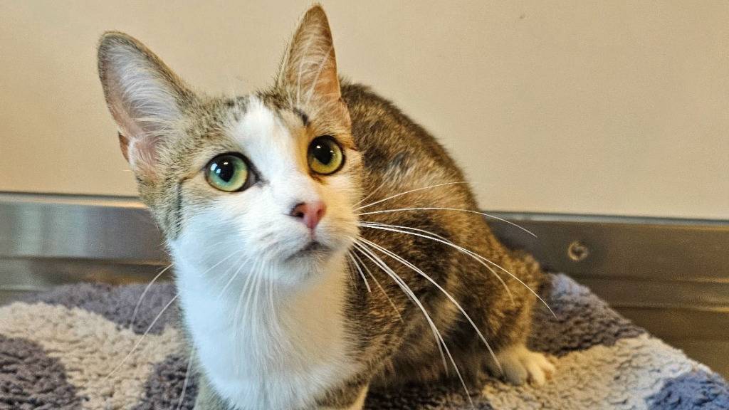 Sechs Katzen in Umzugskarton an Bushaltestelle in Emmen ausgesetzt