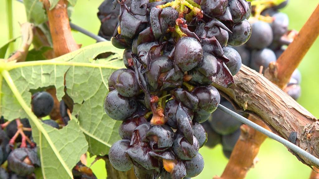 Gewitter zerstören Teile der Zürcher Weinernte