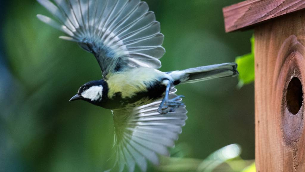 Junge Kohlmeisen lernen lebenswichtige Fähigkeiten nicht nur von den Eltern - sondern vor allem von ihren Geschwistern. (Archivbild)