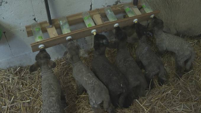 In Unterlunkhofen bekommt ein Schaf unerwartet Sechslinge