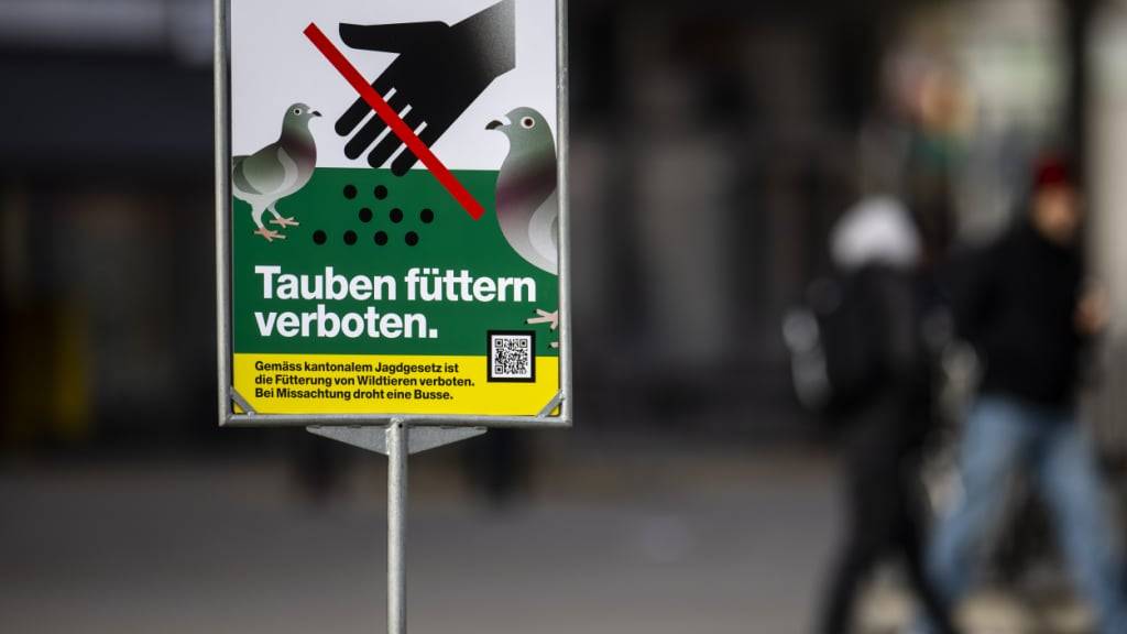 Seit das Fütterungsverbot in Kraft ist, wird an einigen Stellen in der Stadt Zürich noch mehr gefüttert als vorher. Die Taubenschwärme sind deshalb gewachsen. (Archivbild)