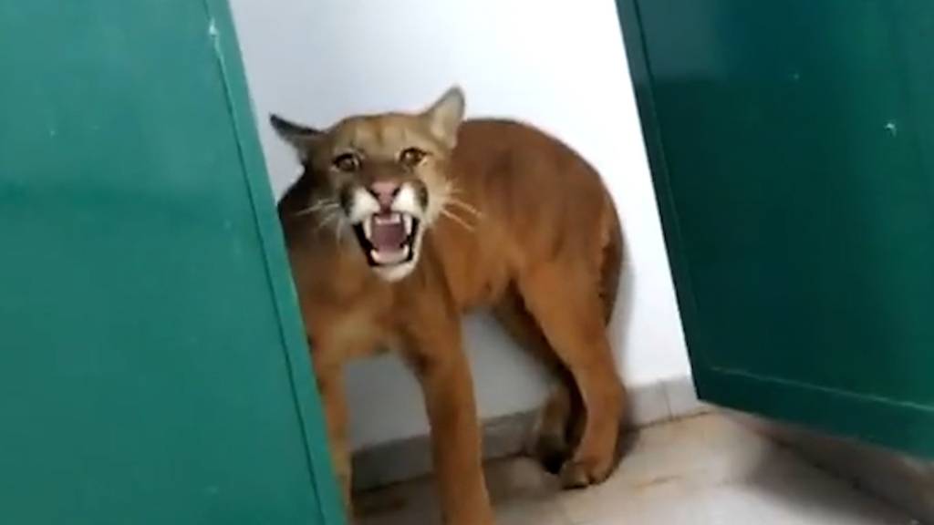 9-jähriger Junge entdeckt Puma in Schultoilette