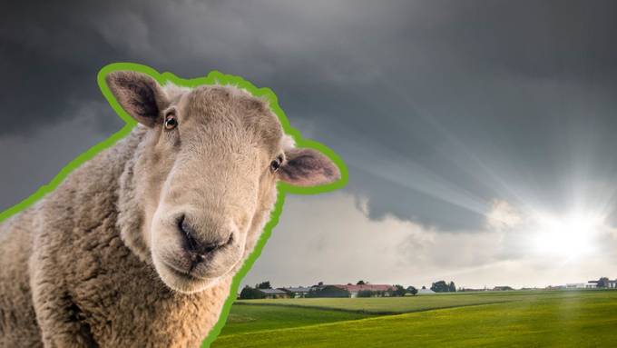 Schafskälte ist übers Land gezogen – was es damit auf sich hat