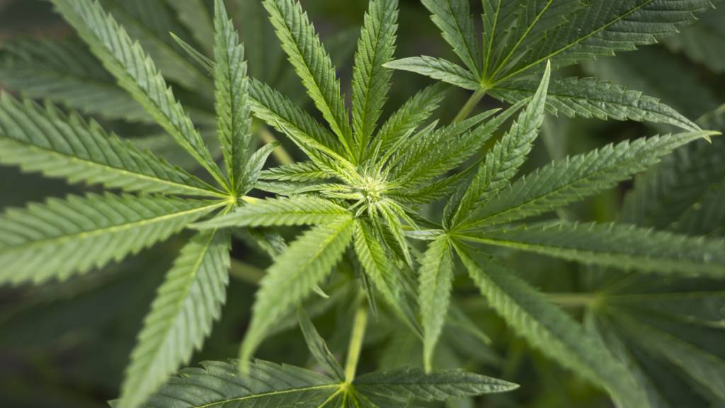 Männer, die Cannabis konsumieren, haben laut einer neuen Studie einen höheren Testosteronspiegel. (Symbolbild)