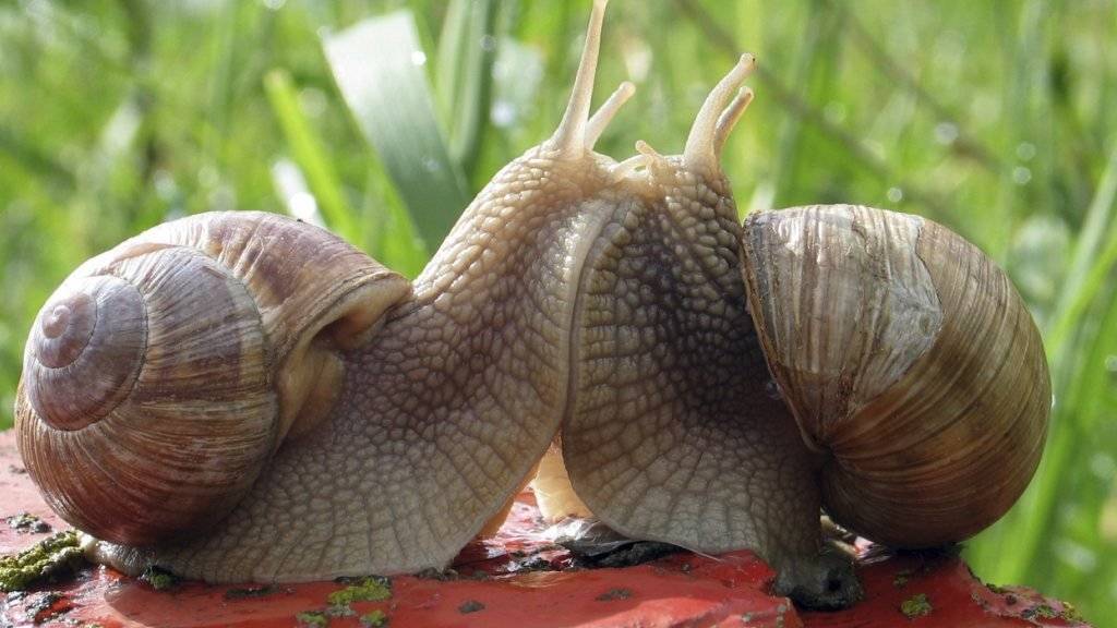 Der Schleim von Weinbergschnecken enthält medizinische Wirkstoffe  (Symbolbild)