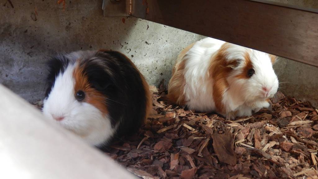 Ina, Chichi, Messi & Felu