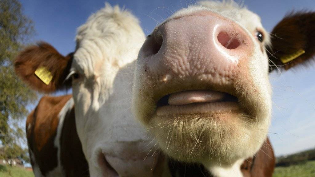 Wenn die EU ihre Klimaziele erreichen will, muss auch die Landwirtschaft ihre Emissionen deutlich senken. Den Konsum von Rindfleisch und Milchprodukten zu senken, sei dafür wahrscheinlich unvermeidlich, besagt eine neue Studie. (Archiv)