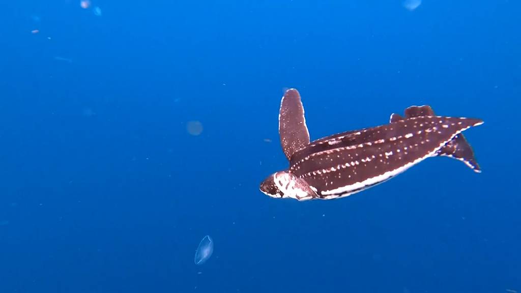 Mit «Nemo-Flosse»: Happy End für Lederschildkröte Victor