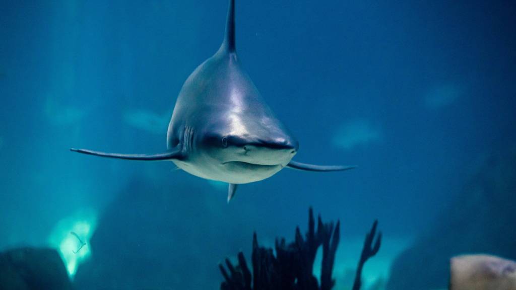 Viele Haie und Rochen überlebten den Asteroideneinschlag vor 66 Millionen Jahren, der die Dinosaurier zum Aussterben brachte. (Symbolbild)