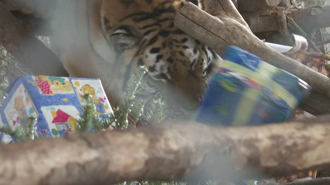 Tierische Bescherung: Im Walter Zoo freuen sich Tiger und Schimpansen über «Gschenkli»