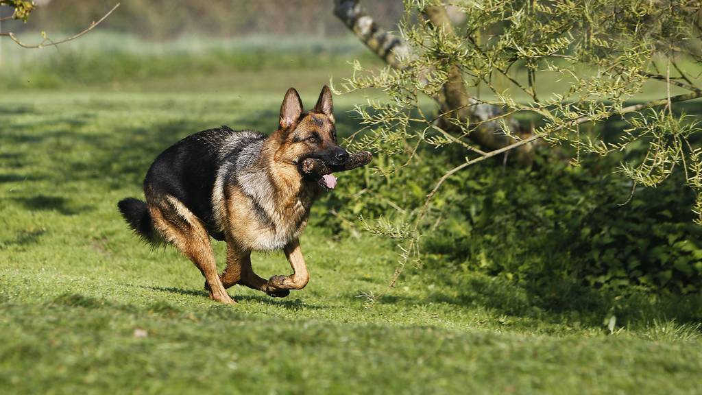Kollision mit Hund: Velofahrer bricht sich mehrere Knochen – Halterin verurteilt