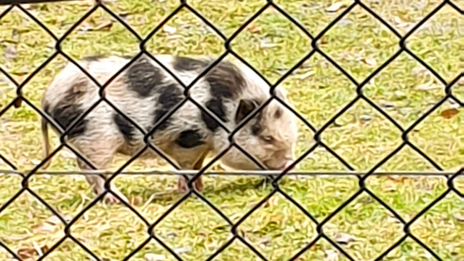 Das Schwein ist wohlauf und aktuell in der Obhut des Wildparks.