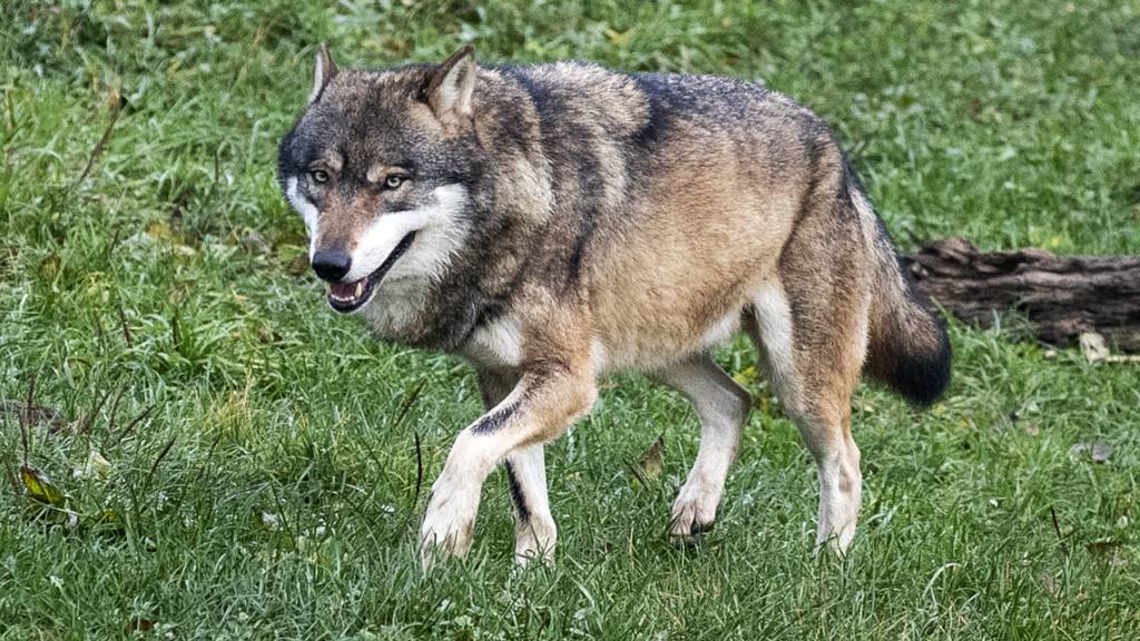 Aus Italien eingewanderter Wolf in Appenzell Innerrhoden