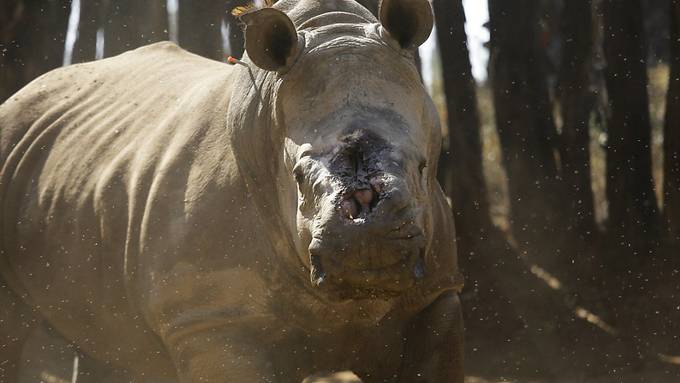 DNA-Proben bringen Nashorn-Wilderer hinter Gitter