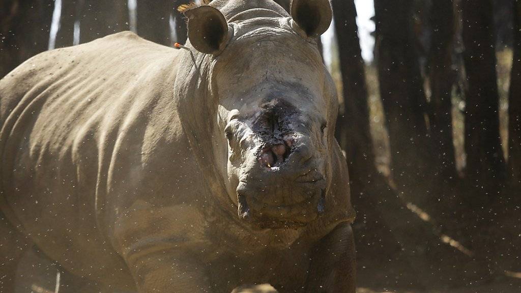 Manche Nashörner überleben die Attacken von Wilderern schwer verletzt. (Archivbild)
