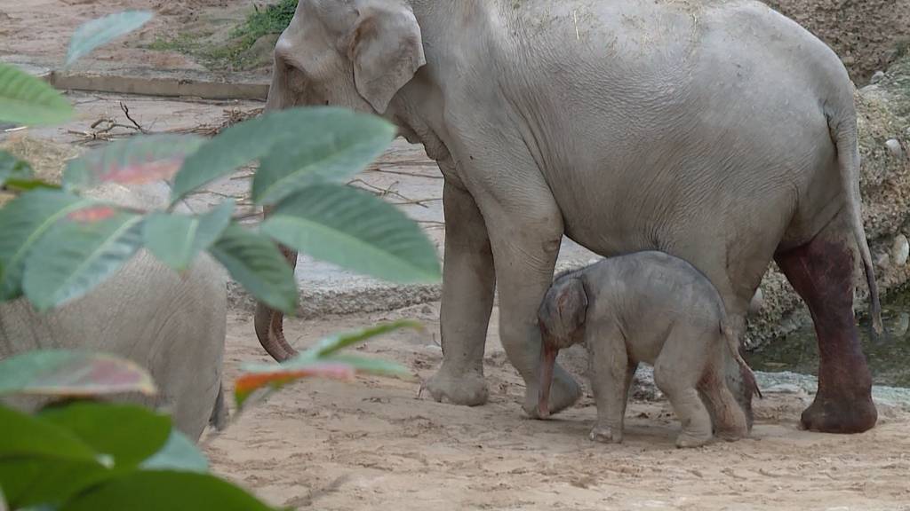 Elefanten-Nachwuchs im Zoo Zürich