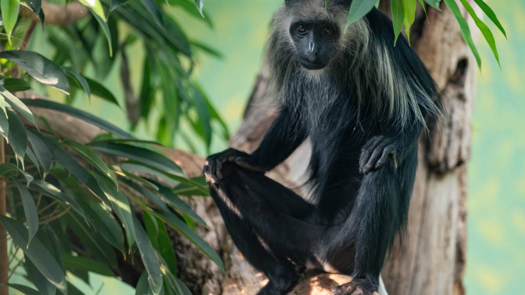 Der Bärenstummelaffe lebt neu im Zoo Zürich.