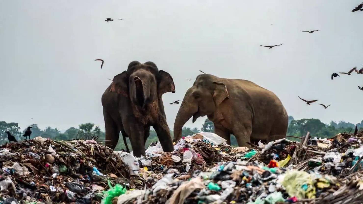 Hungrige Sri-Lanka-Elefanten wühlen im Müll nach Nahrung ...