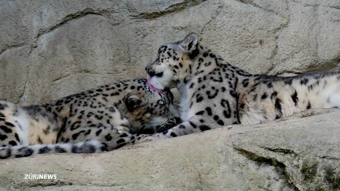 Baby-Schneeleoparden verzücken Zoo-Besucher