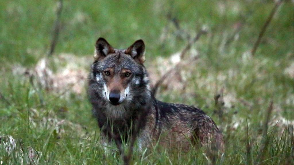 Dieser Wolf war im Jahr 2013 im Wallis in Flumserberg gibt es noch keine Bilder.