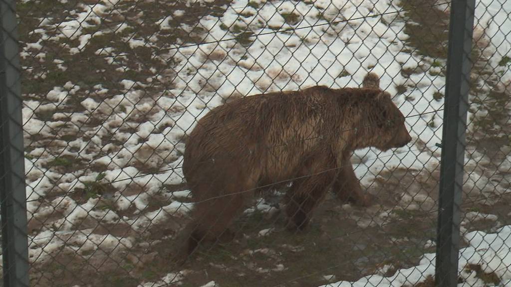 Teaser Fokus zum Tierpark Goldau