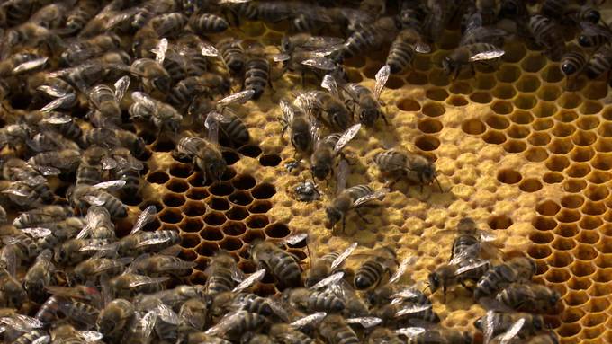 Tele 1-Moderator Damian Betschart kommt Bienen ganz nahe