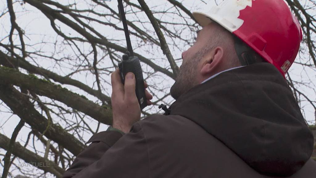 Spezialtransport: Eine jahrzehntealte Eiche wird von Gretzenbach nach Kölliken gezügelt