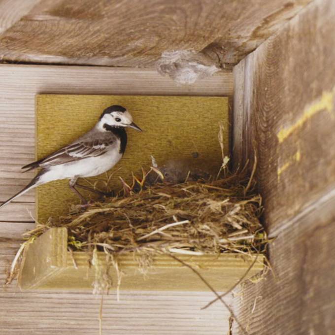 Vogelbrut im Frühling: Wer für die jungen Vögel eine Gefahr ist