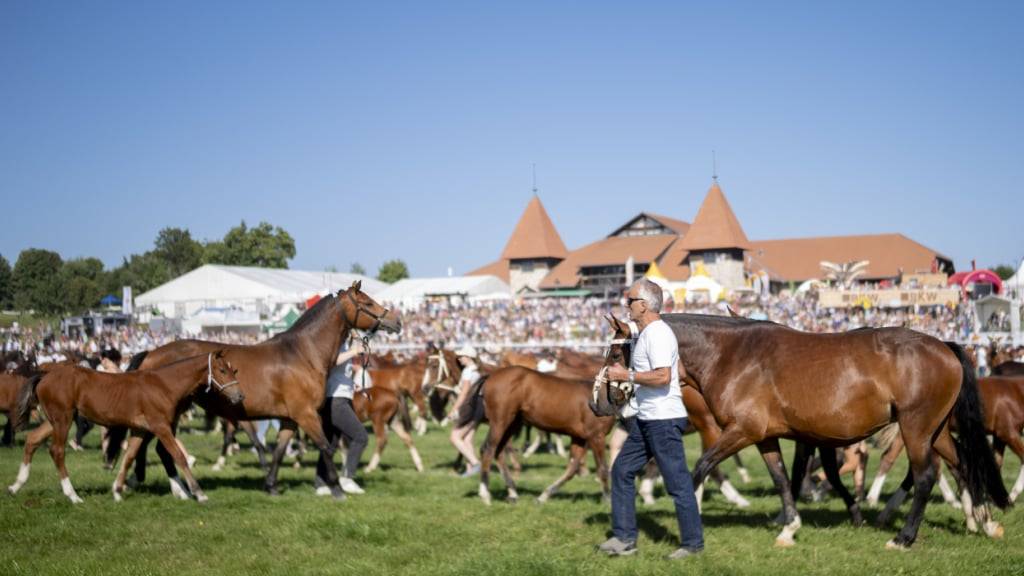 Pferdezüchter bei der Präsentation ihrer Tiere am Sonntagmorgen am Marché-Concours in Saignelégier.