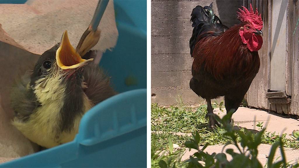 Wildvogelpflegestation / Happy End für zwei Hähne
