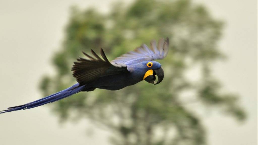 Bedrohte Vogelarten wie  der Hyazinthara sollen in der geplanten Pantanal-Voliere frei fliegen können.