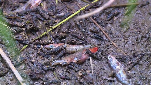 Geschützte Fische verrecken elend