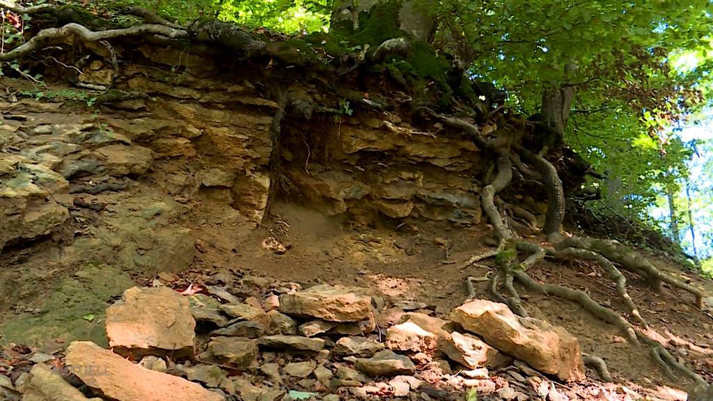 Plünderung in Gansingen: Fossiliensammler machen nicht nur etwas Illegales, sondern auch Gefährliches