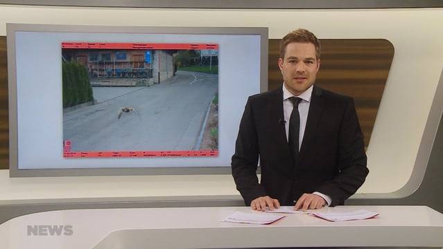 Ente geblitzt: Auch im Flug zu schnell unterwegs
