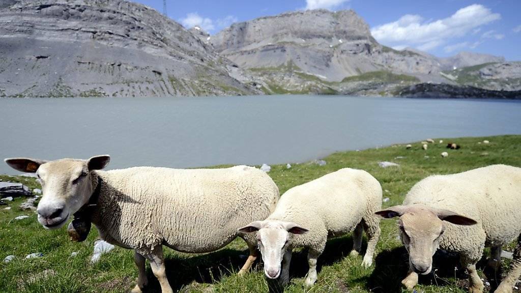 Am Schäferfest auf der Gemmi gibt es für die Schafe der umliegenden Alpen ein Festessen.