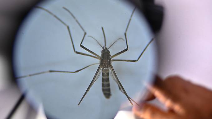 WHO alarmiert: hohe Zahl an Dengue-Fälle in diesem Jahr 