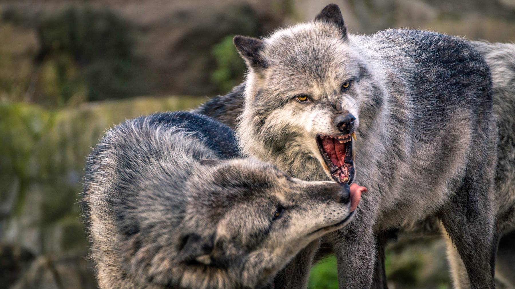 Laut Arno Puorger vom Amt für Jagd und Fischerei Graubünden sind nur einzelne Wölfe ein Problem für die Landwirtschaft.