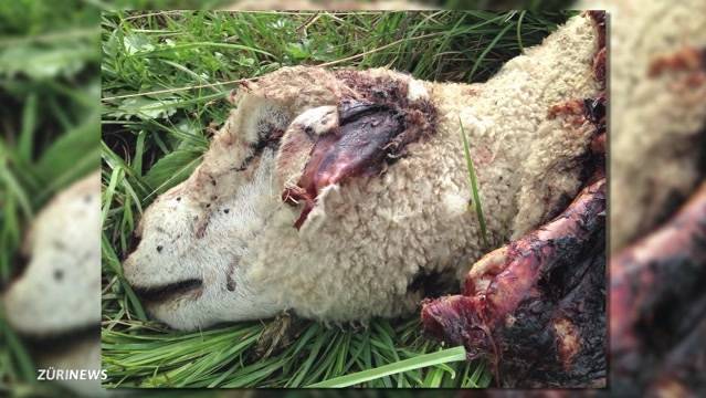 Wolf richtet blutiges Massaker an
