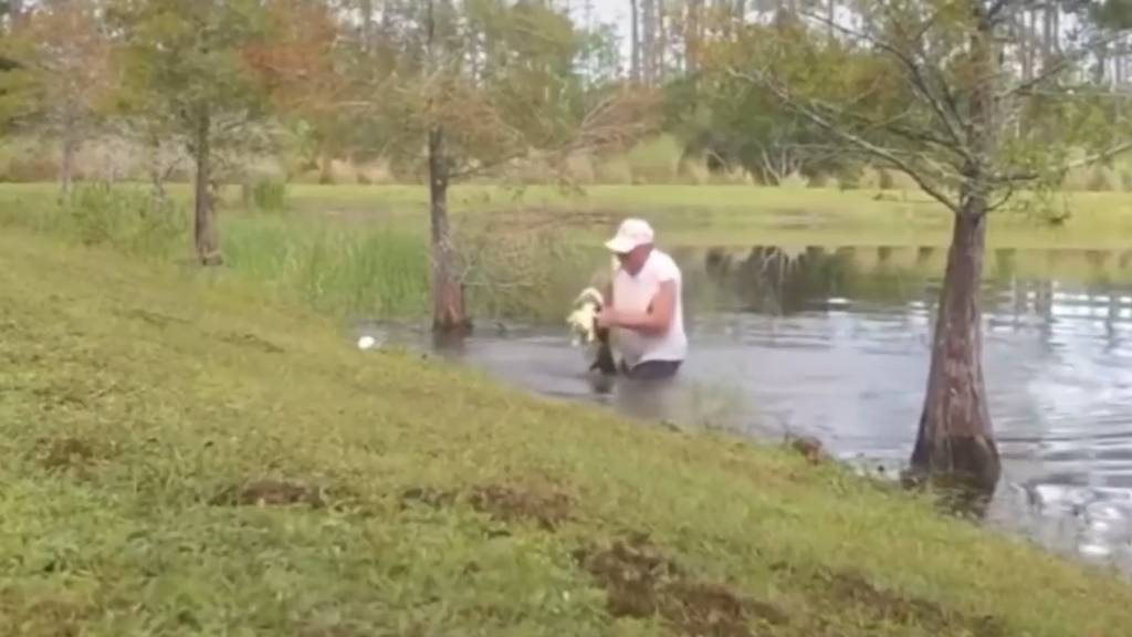 Alligator schnappt Hund - Halter eilt zu Hilfe