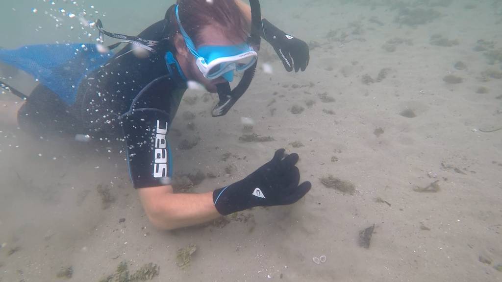 Teil 3: Muscheln