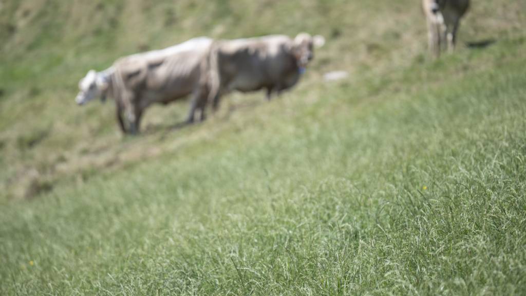 Im Kanton St. Gallen wurden in einigen Landwirtschaftsbetrieben hohe PFAS-Belastungen festgestellt. Die Regierung will nun die finanziellen Hilfen ausbauen. (Archivbild)