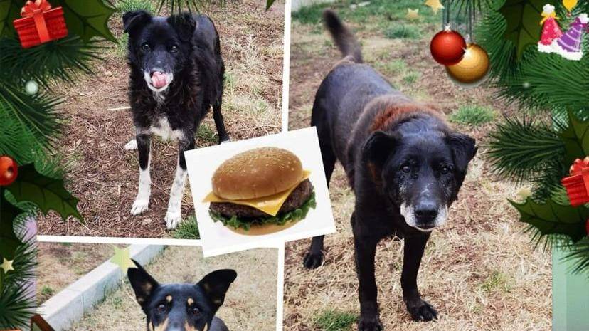 Die Senioren-Hunde wünschen sich Hamburger zu Weihnachten