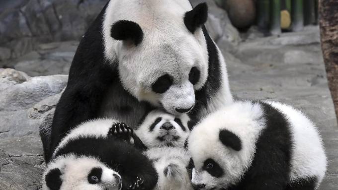 Freie Partnerwahl erhöht bei Pandas Chancen auf Nachwuchs